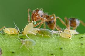 綠色的昆蟲 中度可信度描述已自動生成